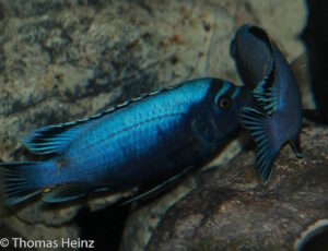 Metriaclima koningsi 'Likoma Island'